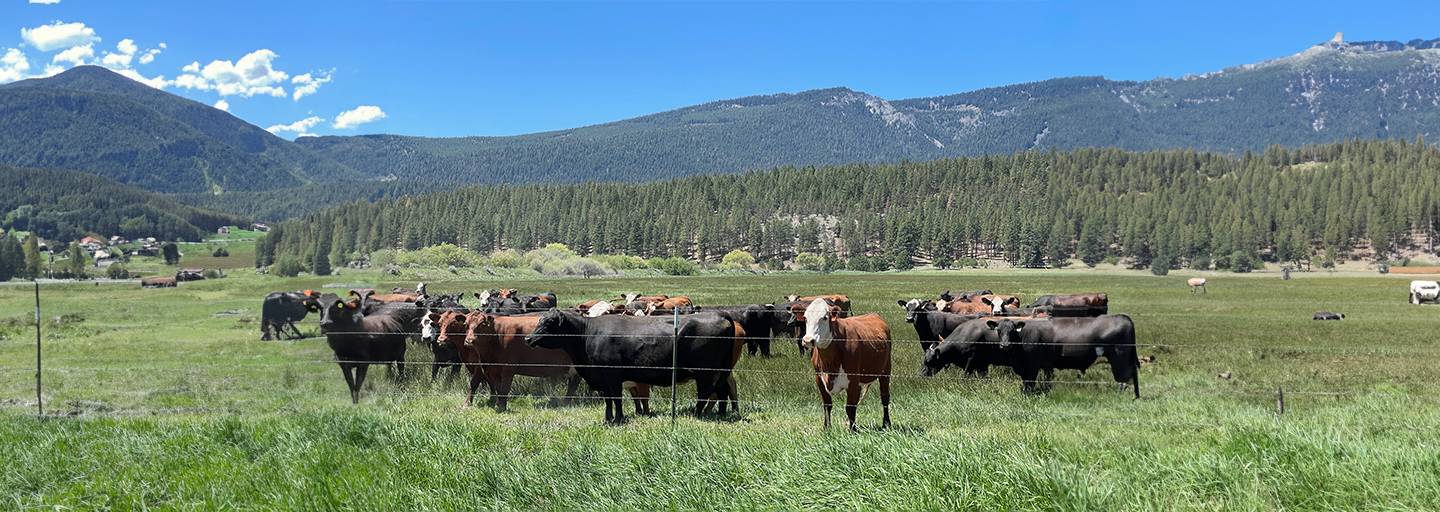 Prather Ranch cattle in open field