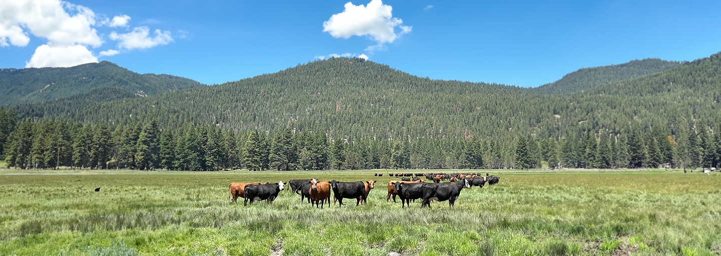 Prather Ranch cattle in open field