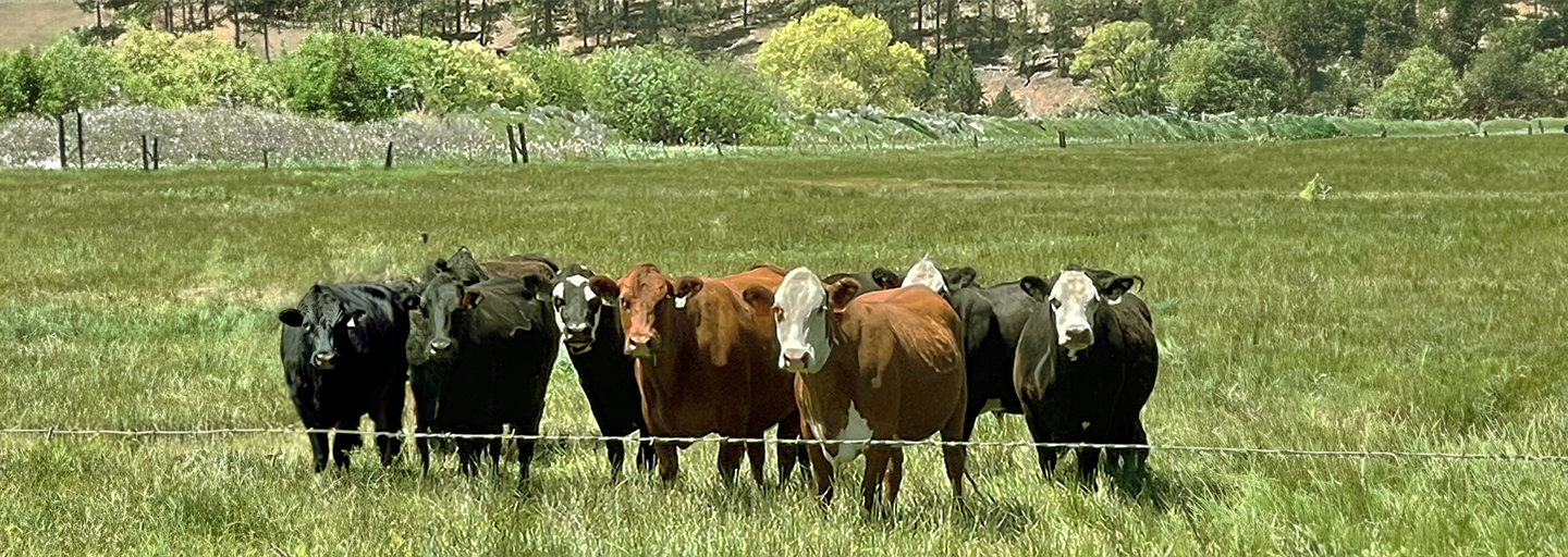 Prather Ranch cattles grazing in open field